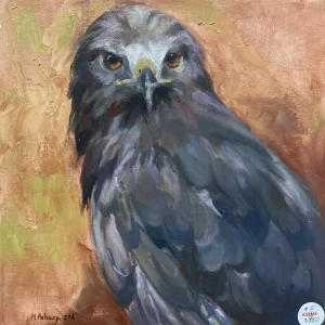 Grey Hawk by Melody Asbury