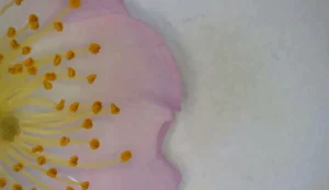 Pink Petal by Tracy Kennedy Flynn