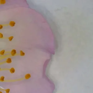 Pink Petal by Tracy Kennedy Flynn