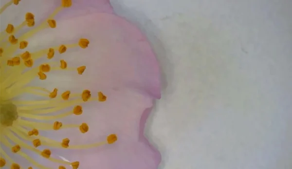 Pink Petal by Tracy Kennedy Flynn