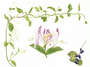 Japanese Honeysuckle, Lonicera japonica Thunb by Teri Goetz