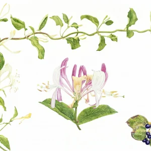 Japanese Honeysuckle, Lonicera japonica Thunb by Teri Goetz