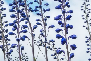 Blue Buds by Susan Reinberg