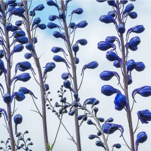 Blue Buds by Susan Reinberg