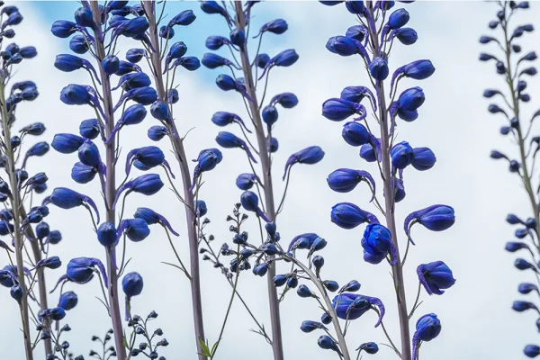 Blue Buds by Susan Reinberg