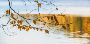 Last Leaves by Linda Hubbard