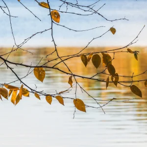 Last Leaves by Linda Hubbard