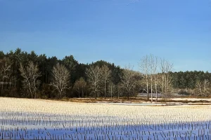 Winter Cornfield by Tom Yost