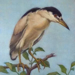 Black-Crowned Night Heron by Linda West