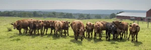 Cow Line by Marc Isolda