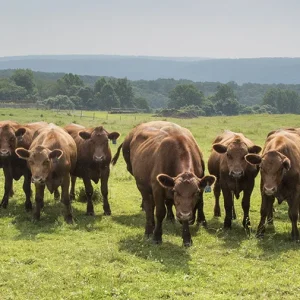 Cow Line by Marc Isolda