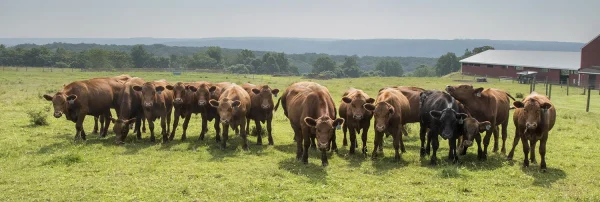 Cow Line by Marc Isolda