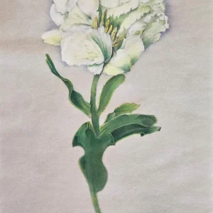 Super Parrot Tulip by Stephanie Wargo