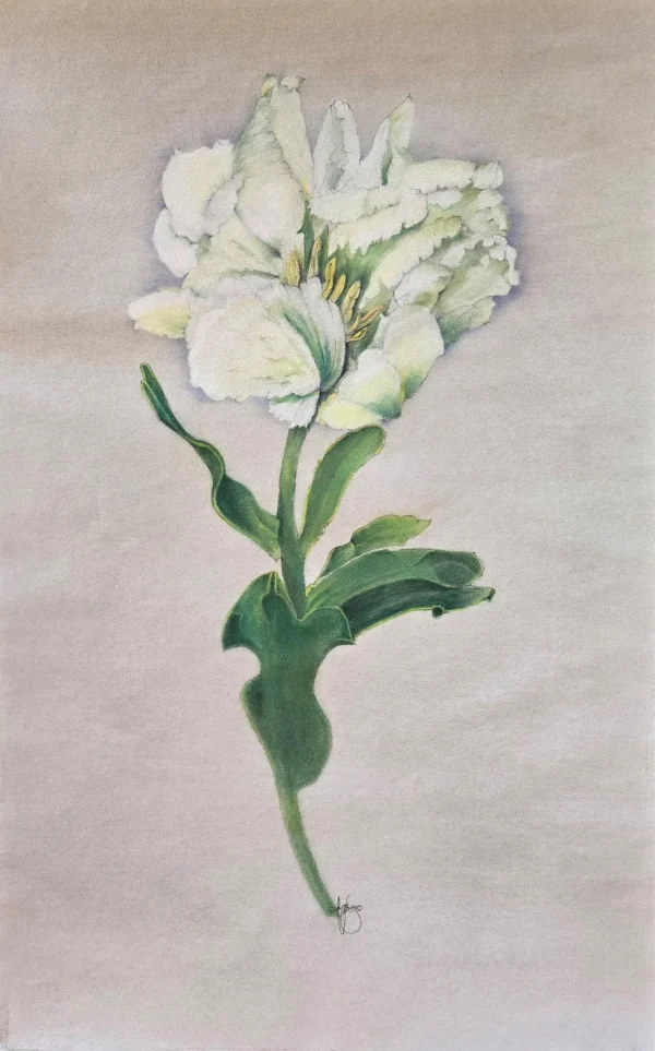 Super Parrot Tulip by Stephanie Wargo