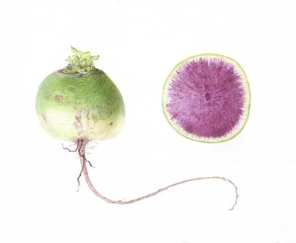 Colored Pencil for Botanical Art with Teresa Goetz – Summer Class 2025 - Image 18