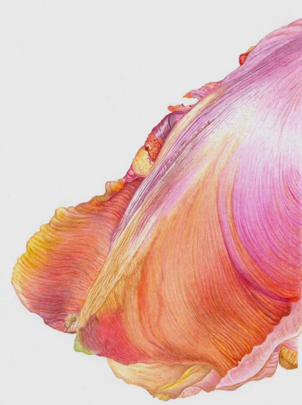 Colored Pencil for Botanical Art with Teresa Goetz – Summer Class 2025 - Image 2