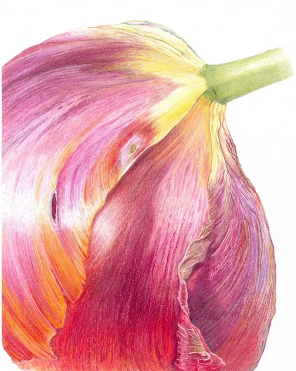 Colored Pencil for Botanical Art with Teresa Goetz – Summer Class 2025 - Image 3