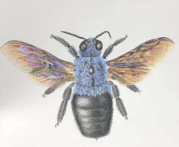 Colored Pencil for Botanical Art Workshop - with Teri Goetz (Saturday July 12 and Sunday July 13, 10am to 4pm) - Image 2