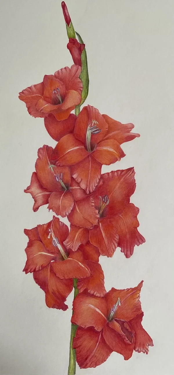 Colored Pencil for Botanical Art Workshop - with Teri Goetz (Saturday July 12 and Sunday July 13, 10am to 4pm) - Image 6