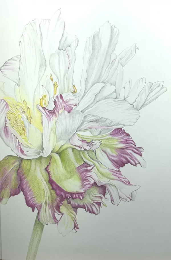 Colored Pencil for Botanical Art Workshop - with Teri Goetz (Saturday July 12 and Sunday July 13, 10am to 4pm) - Image 5