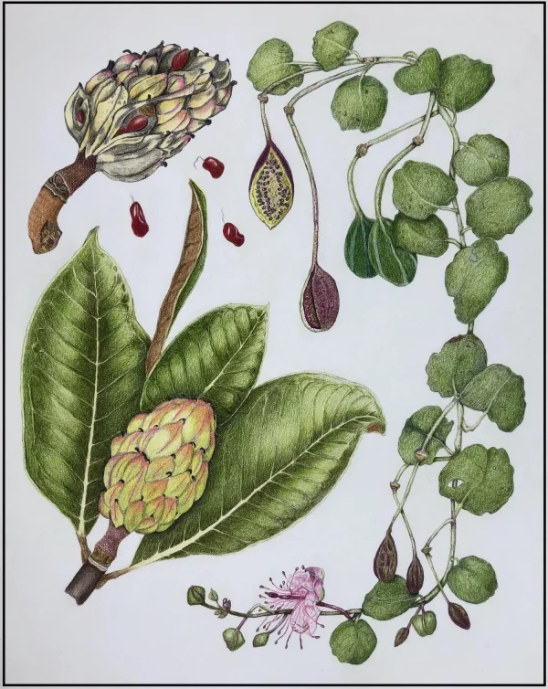 Colored Pencil for Botanical Art Workshop - with Teri Goetz (Saturday July 12 and Sunday July 13, 10am to 4pm) - Image 4