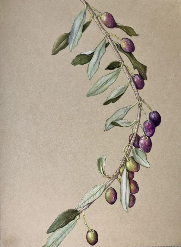 Colored Pencil for Botanical Art Workshop - with Teri Goetz (Saturday July 12 and Sunday July 13, 10am to 4pm) - Image 3