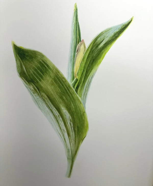 Colored Pencil for Botanical Art with Teresa Goetz – Summer Class 2025 - Image 10