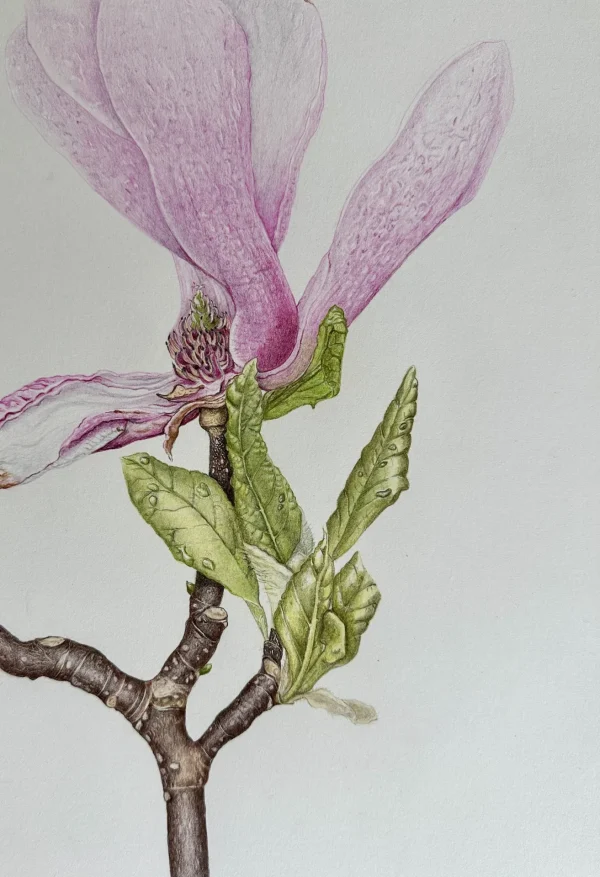 Colored Pencil for Botanical Art with Teresa Goetz – Summer Class 2025 - Image 11