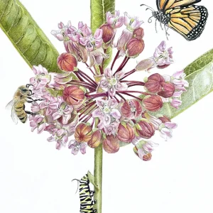 Colored Pencil for Botanical Art Workshop - with Teri Goetz (Saturday July 12 and Sunday July 13, 10am to 4pm)