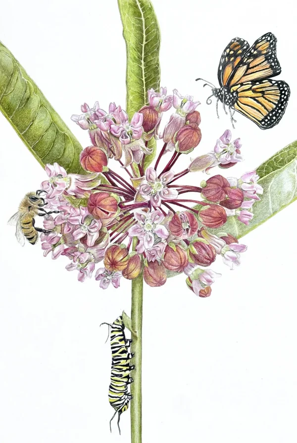 Colored Pencil for Botanical Art Workshop - with Teri Goetz (Saturday July 12 and Sunday July 13, 10am to 4pm)