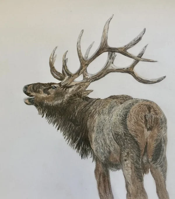 Colored Pencil for Botanical Art with Teresa Goetz – Summer Class 2025 - Image 14