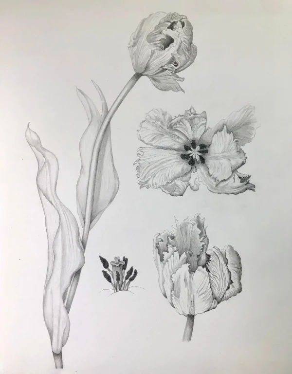 Colored Pencil for Botanical Art with Teresa Goetz – Summer Class 2025 - Image 15