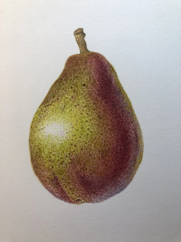 Colored Pencil for Botanical Art with Teresa Goetz – Summer Class 2025 - Image 16