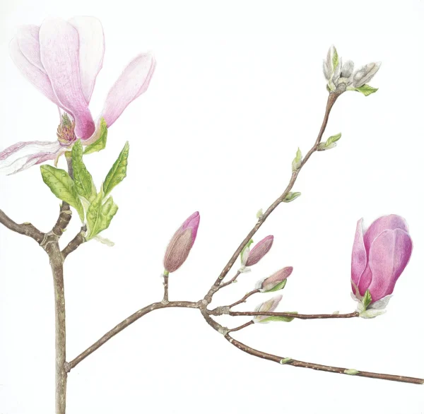 Colored Pencil for Botanical Art with Teresa Goetz – Summer Class 2025 - Image 19