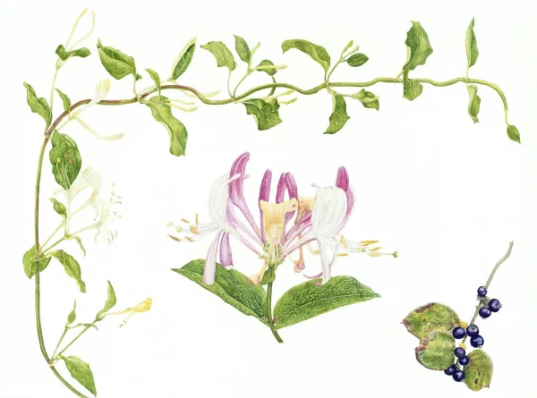 Colored Pencil for Botanical Art with Teresa Goetz – Summer Class 2025