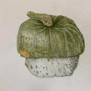 Fall Harvest Colored Pencil Workshop - with Teri Goetz (Friday, September 19th 10am to 3pm)