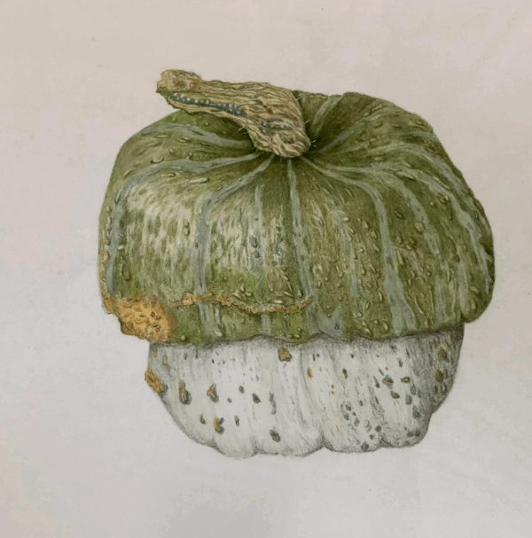 Fall Harvest Colored Pencil Workshop - with Teri Goetz (Friday, September 19th 10am to 3pm)