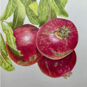 Colored Pencil Botanical Holiday Drawing Workshop - with Teri Goetz (Sunday, November 16th and Monday, November 17th 10am to 3pm)