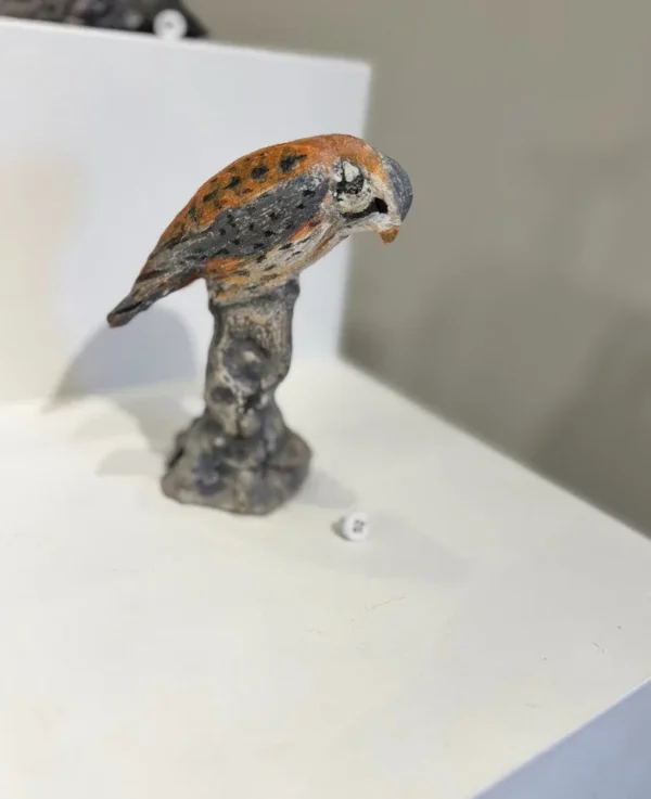 Little Kestrel