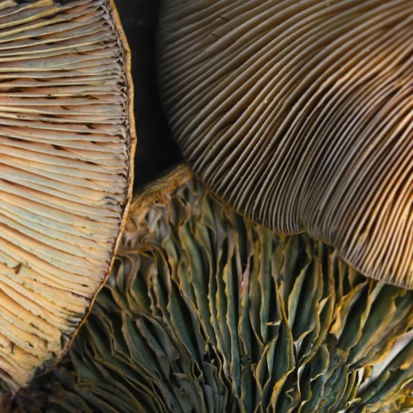 Marc Ruffell Complete File Shroom Trio, Marc Russell – Washington Art Association & Gallery