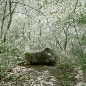 Mount Riga - Woods,  Richard Kleinberg