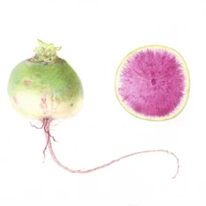 Introduction to Botanical Art in Colored Pencil with Teri Goetz (Thursdays, 2:00 PM to 5:00 PM | March 19-May 7, 2026)