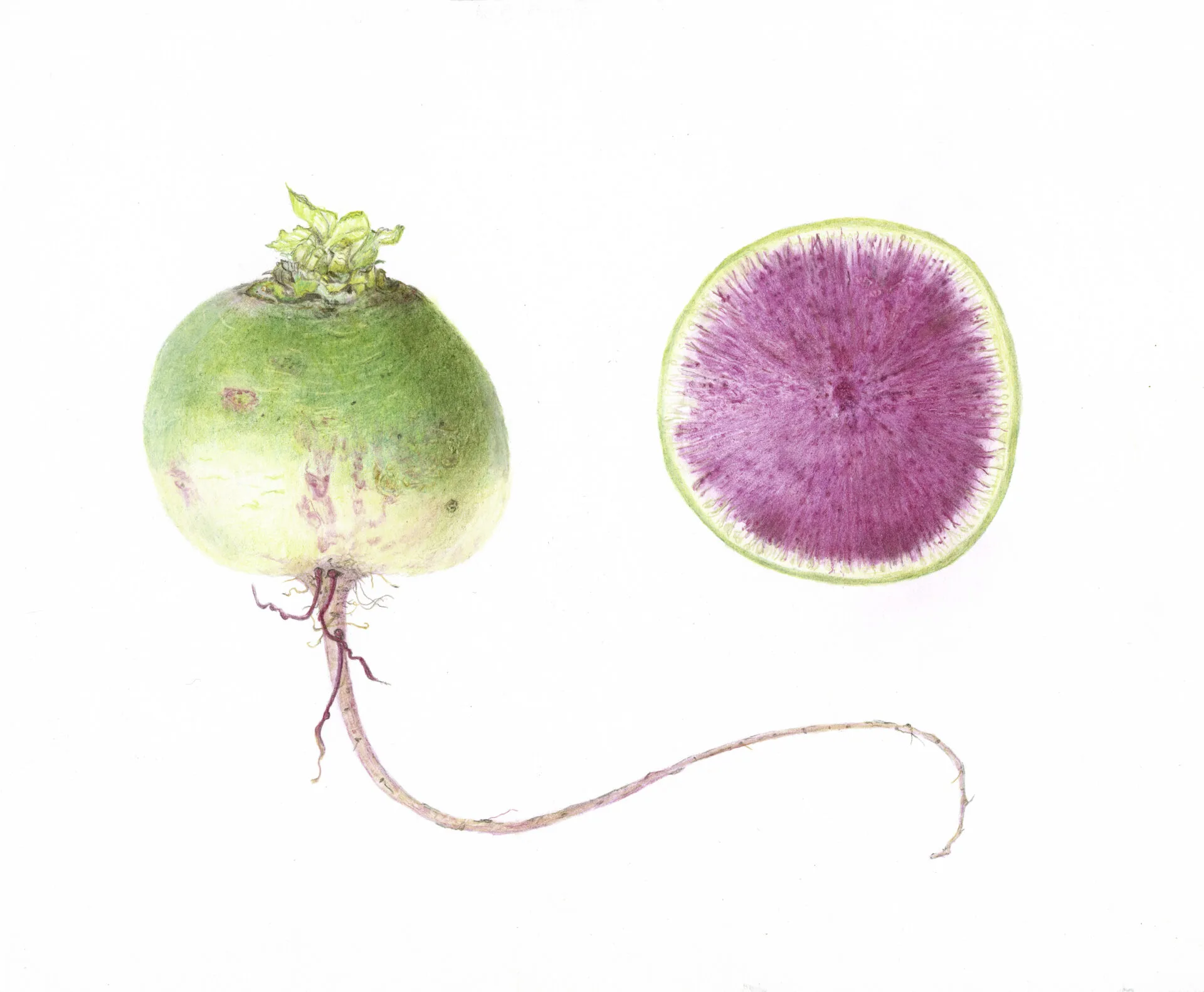 Introduction to the (Surprising) Botanical Art of Vegetables in Colored Pencil with Teri Goetz (Thursdays, 1:00 PM to 5:00 PM | August 13-27, 2026) - Image 5