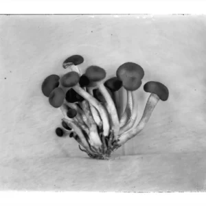 Beech Mushrooms, Rachel Portesi