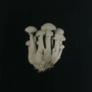 Bunapi Mushrooms, Rachel Portesi
