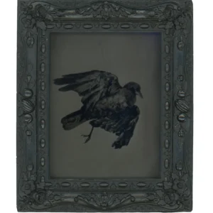 Crow in Frame, Rachel Portesi