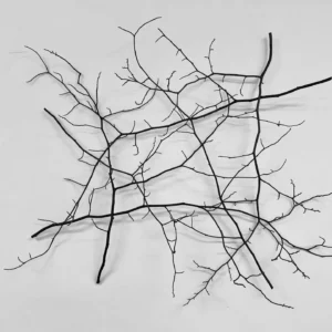 Dendron, Amelia de Neergaard