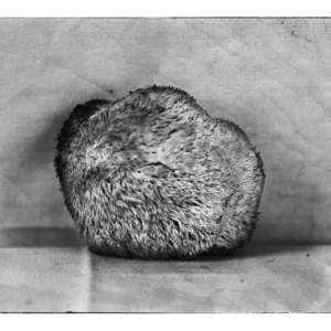 Lion's Mane, Rachel Portesi