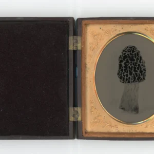 Morel in case, Rachel Portesi