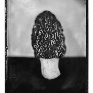 Morel Triptych No. 1, Rachel Portesi